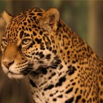 Photo credit: Puuc Jaguar Reserve