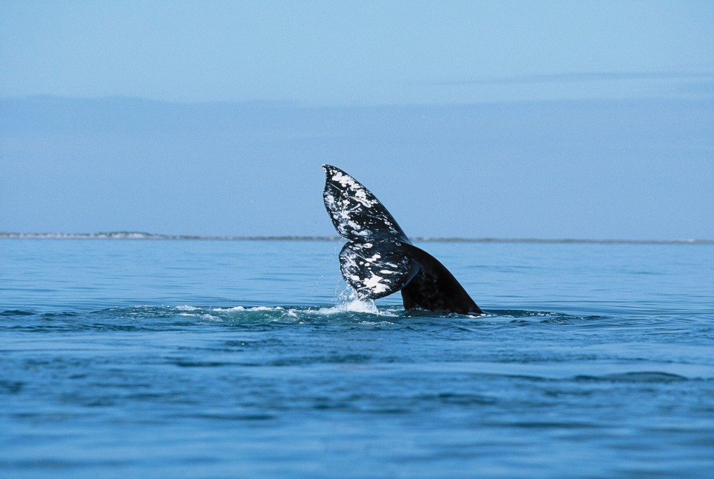 Whale watching season in Los Cabos; Photo credit: Los Cabos Tourism Board