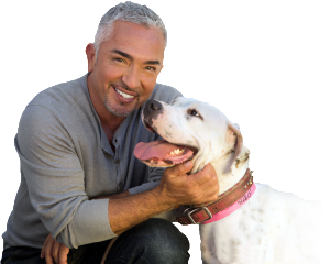 The Cesar Millan PACK Project
